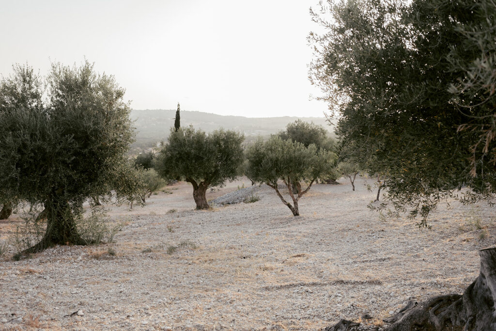 Olive grove on the estate at Millstone Villa, Kefalonia