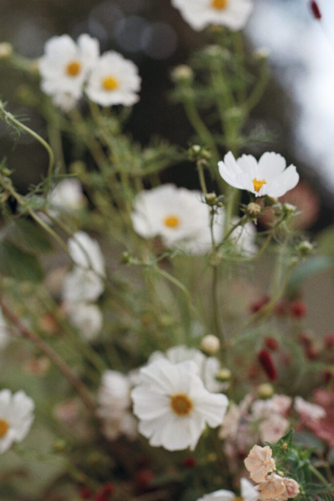 Close-up of white cosmos against soft greenery, shot on 35mm film
