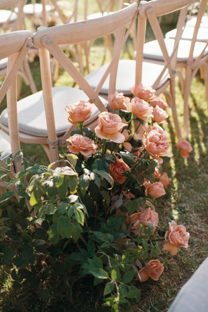 Apricot roses by the wooden chairs along the aisle, shot on 35mm film