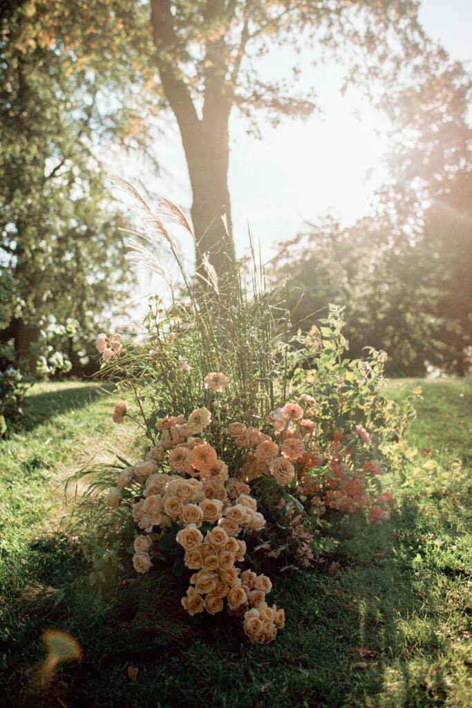 Peach coloured flowers and tall grasses by the aisle in backlight, shot on 35mm film