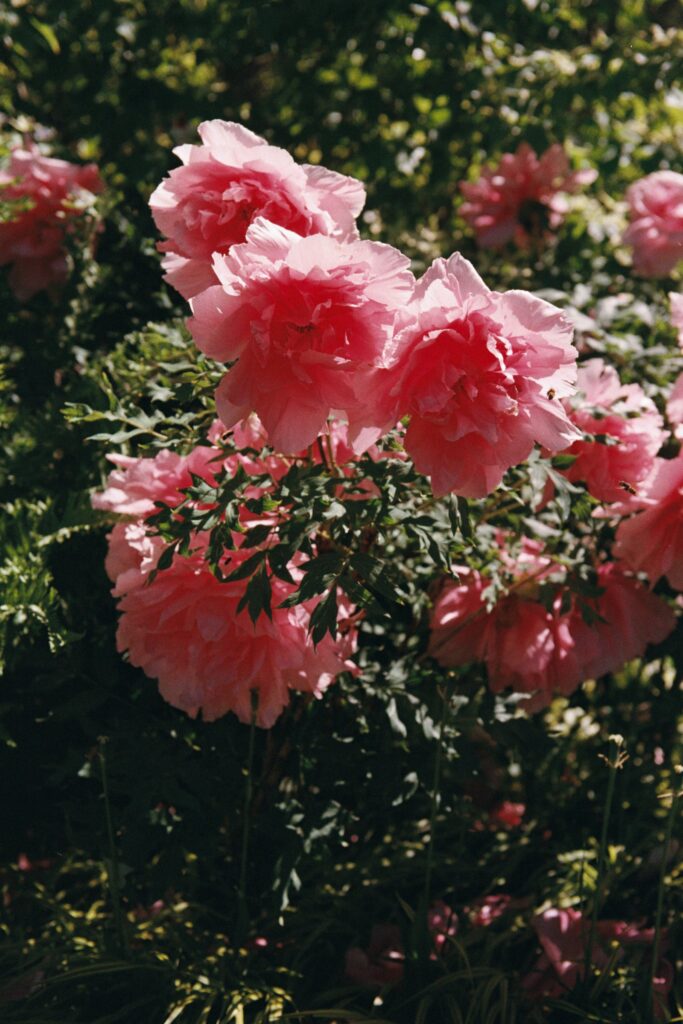 Wedding at Norrvikens trädgårdar 4 Pink flowers in full bloom against dark green foliage in the garden, shot on 35mm film