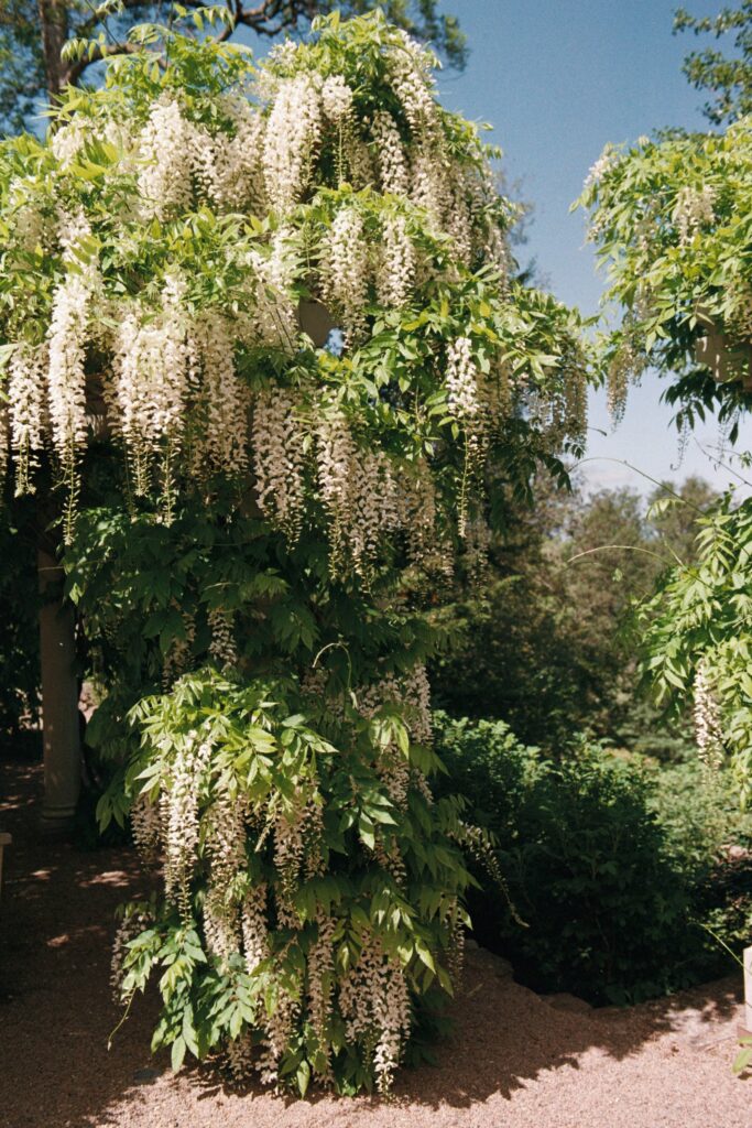 Wedding at Norrvikens trädgårdar 18 White wisteria hanging in clusters against a blue sky, shot on 35mm film