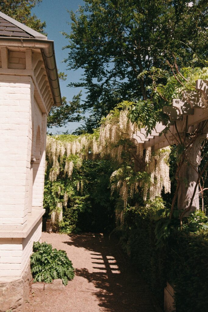 Wedding at Norrvikens trädgårdar 33 White wisteria over a pergola next to a white building, gravel path in sunlight, shot on 35mm film