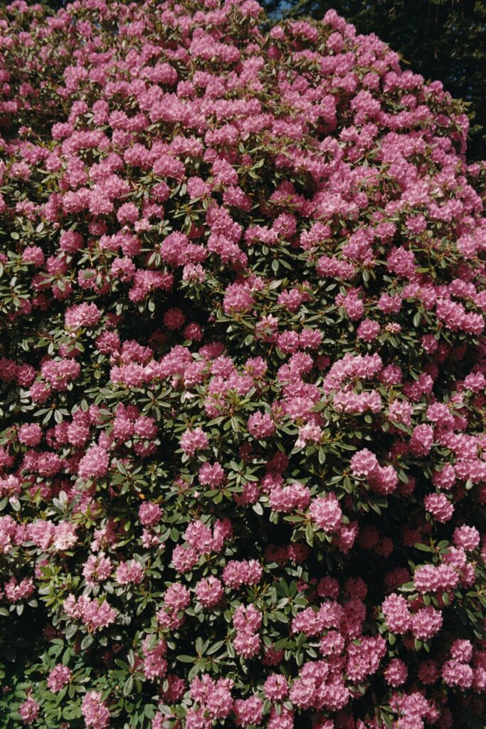 Wedding at Norrvikens trädgårdar 29 Dense pink rhododendron in full bloom, close-up, shot on 35mm film