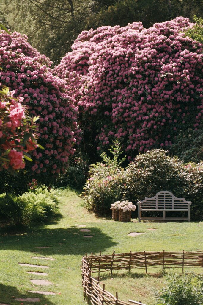 Wedding at Norrvikens trädgårdar 14 Pink rhododendrons around a lawn with a garden bench and a woven fence, shot on 35mm film